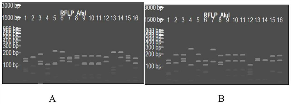 Fruit phytophthora infestans detection method and application thereof