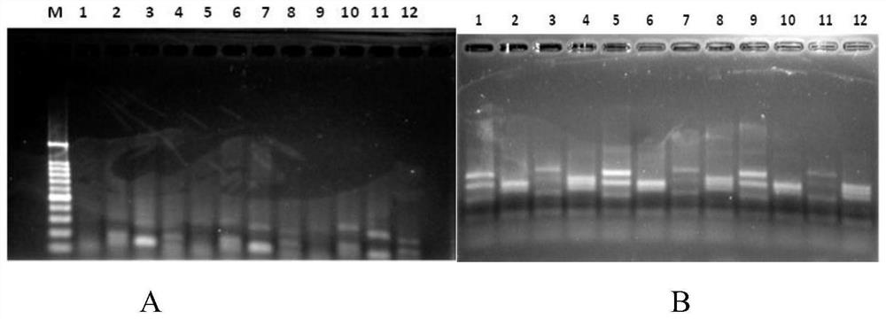 Fruit phytophthora infestans detection method and application thereof