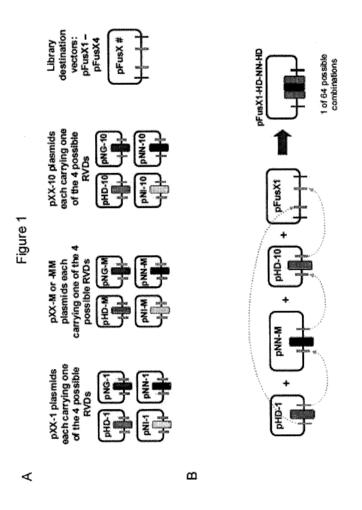 Methods and materials for assembling nucleic acid constructs