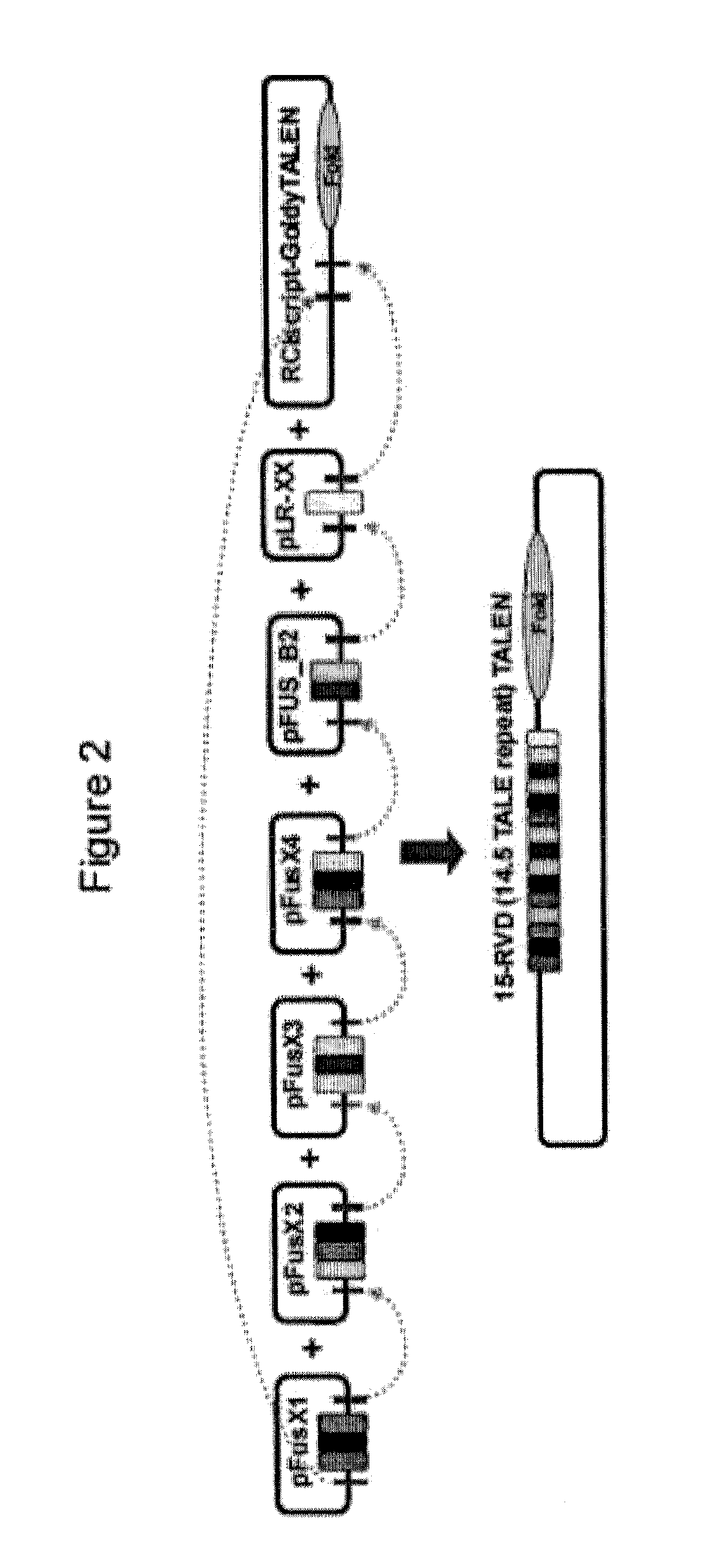 Methods and materials for assembling nucleic acid constructs