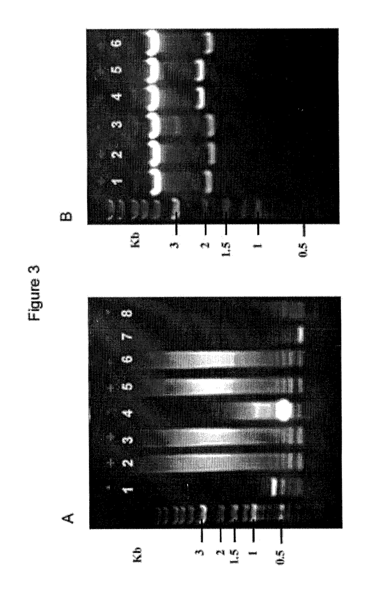 Methods and materials for assembling nucleic acid constructs