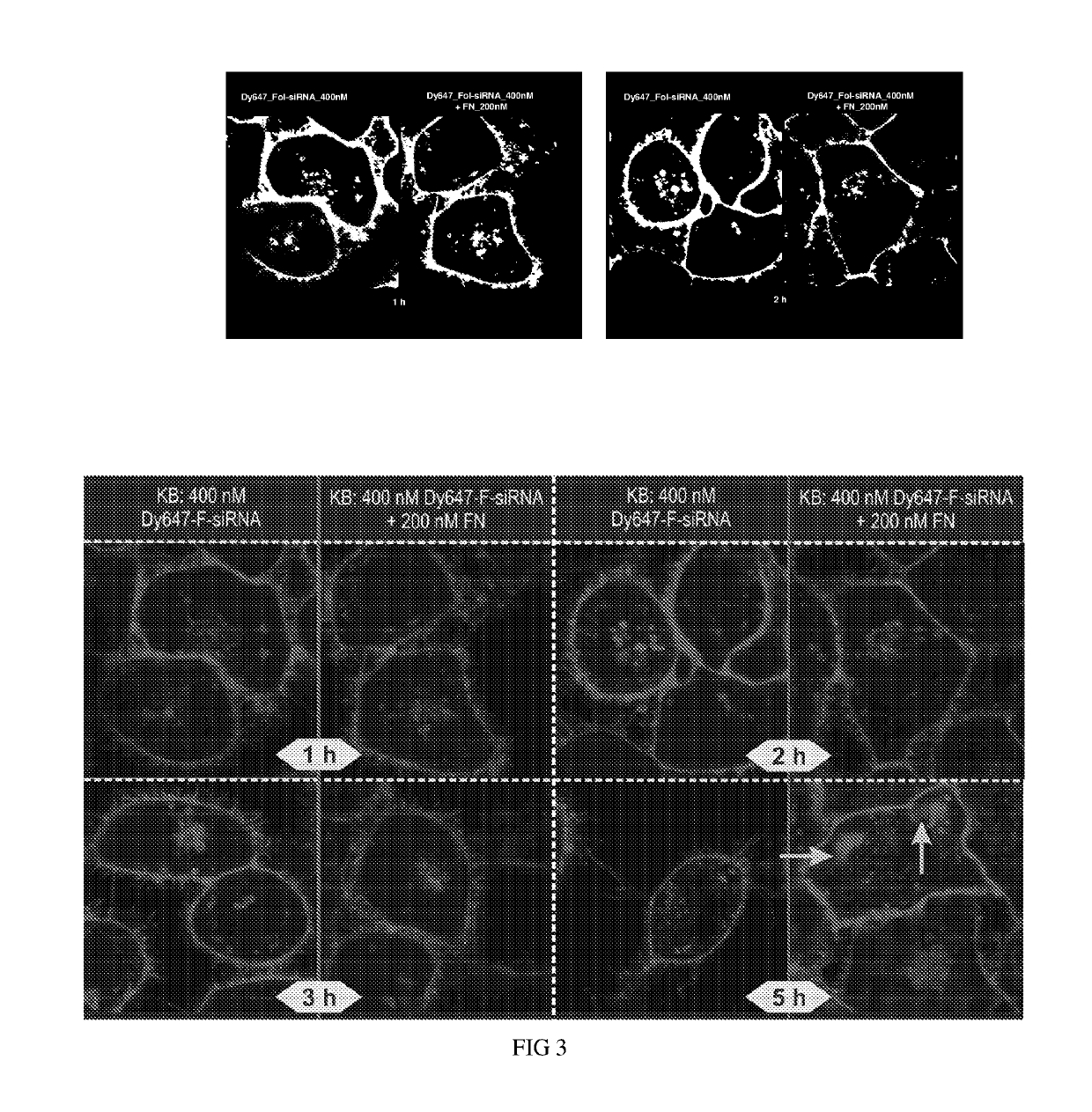 Ligand ionophore conjugates