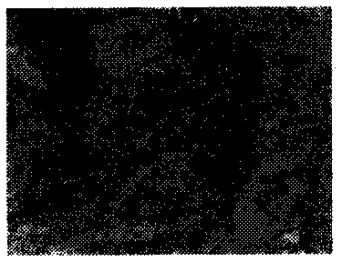 Cell micro-imaging method, image processing method and imaging analysis system