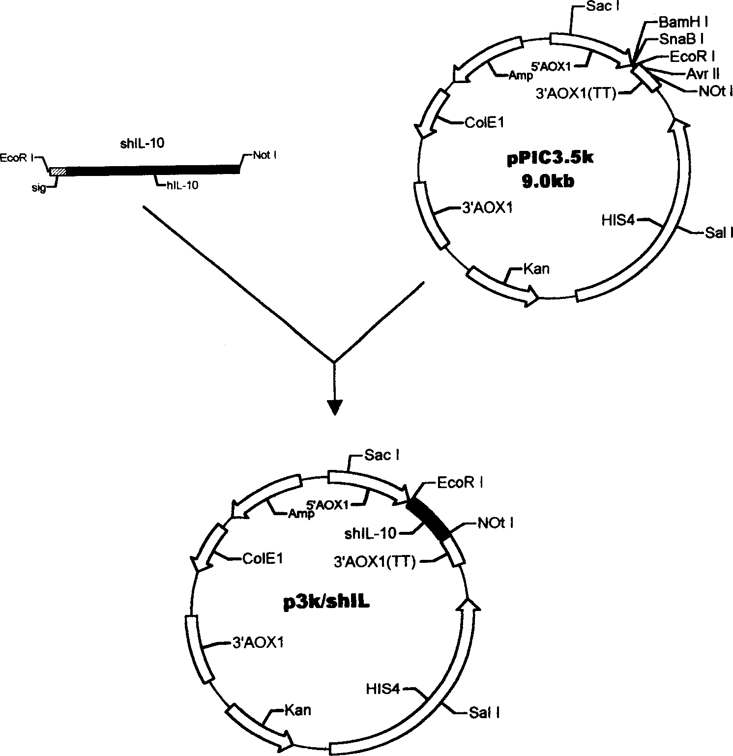 Method for yeast cell to express human interleukin 10