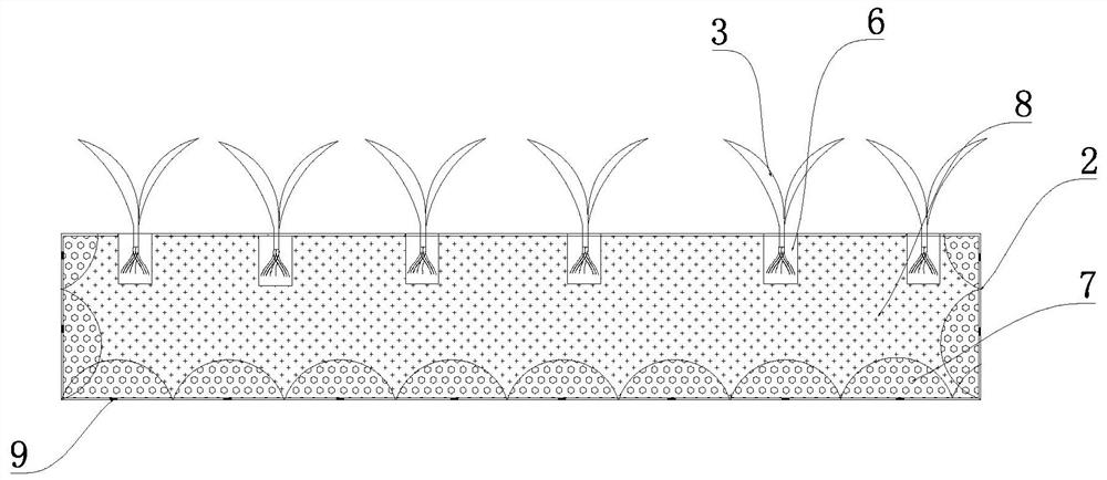 Method for efficiently treating eutrophication of water body by using soilless cress