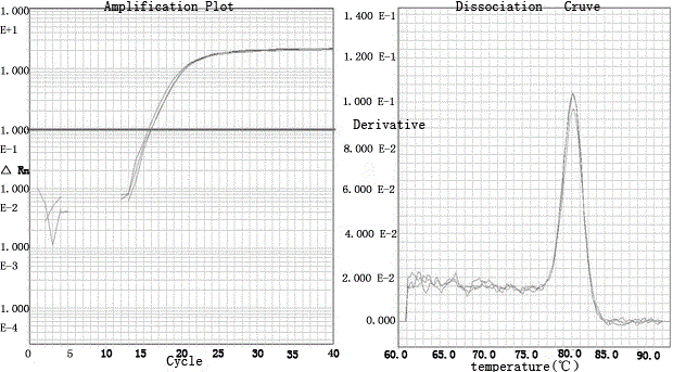 Serum miRNA markers for measuring chicken sexual maturity starting time and preparation method of marker-containing serum