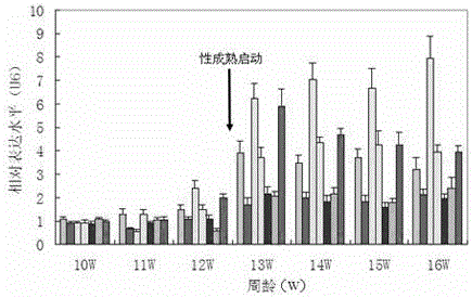 Serum miRNA markers for measuring chicken sexual maturity starting time and preparation method of marker-containing serum