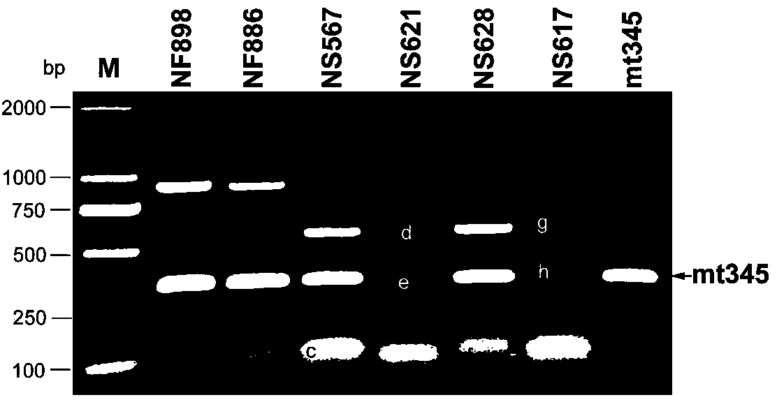 Method for breeding onion male sterile line and maintainer line by utilizing molecular markers