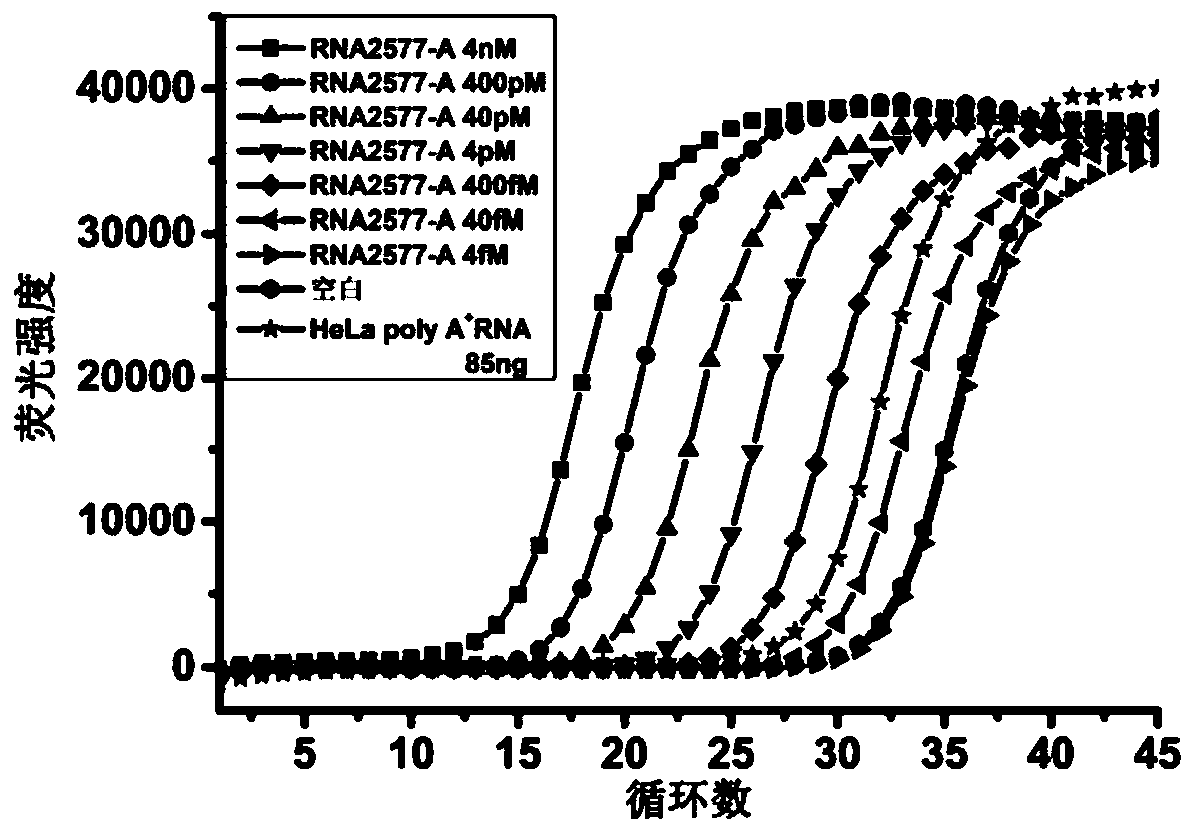 T3DNA ligase and T4RNA ligase 2 detect n  <sup>6</sup> Application of methyladenine