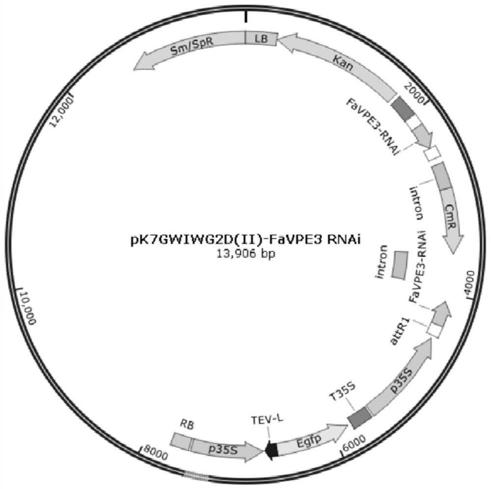 Strawberry vacuolar processing enzyme encoding gene favpe3 and its application