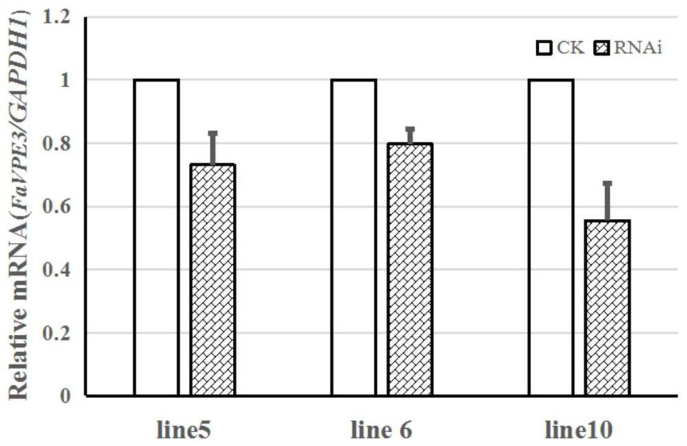 Strawberry vacuolar processing enzyme encoding gene favpe3 and its application