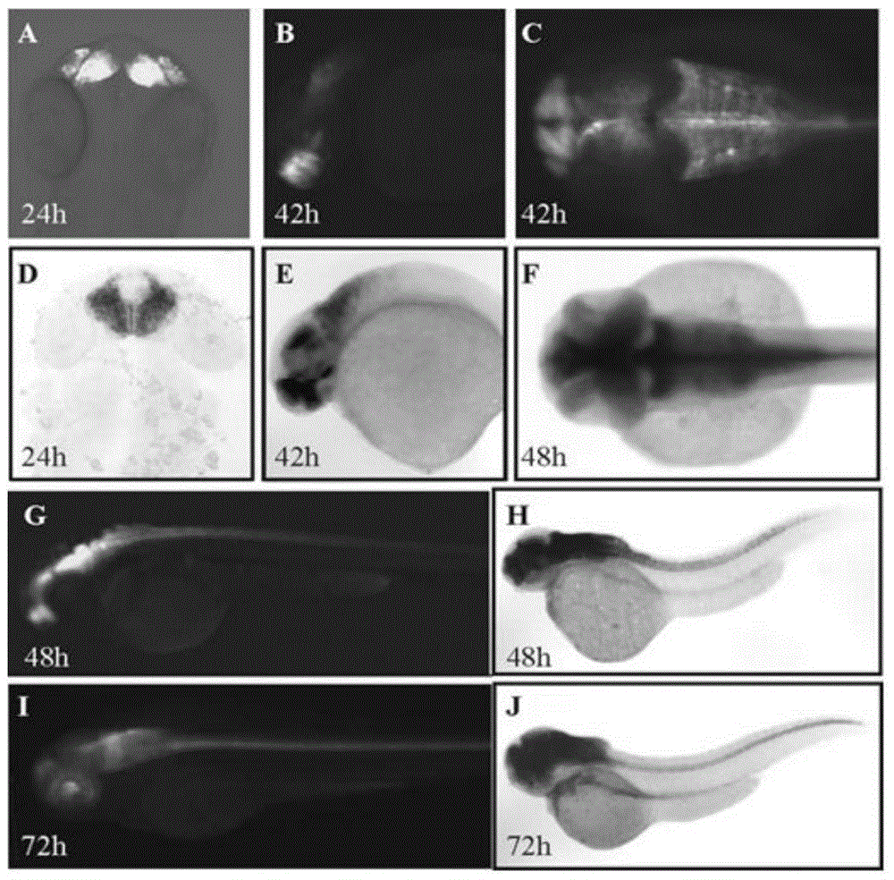 Zebrafish Nerve Tissue-Specific Enhancer and Its Cloning and Application