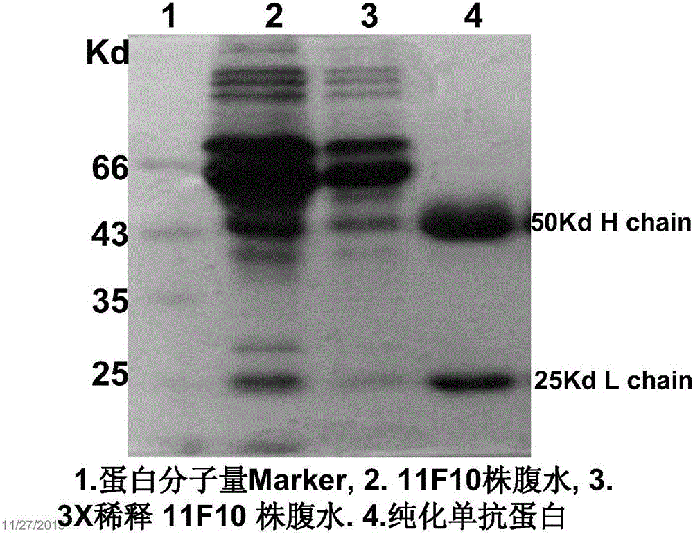 Immuno-gold labeling card for general detection of fluoroquinolones and preparation method thereof