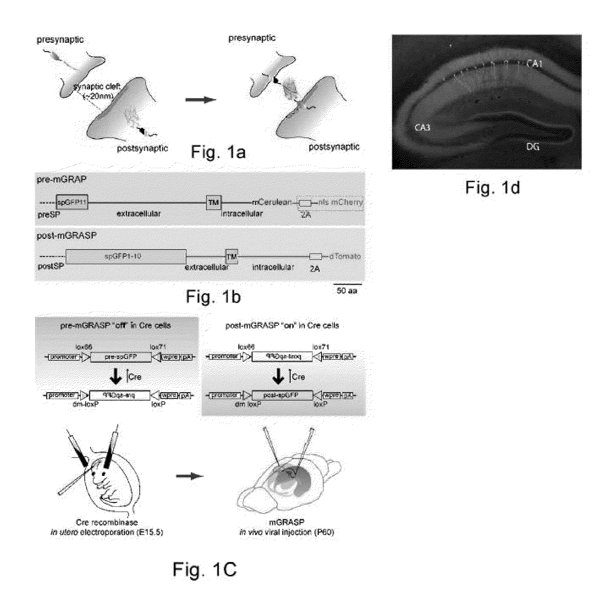 Method and system for mapping synaptic connectivity using light microscopy
