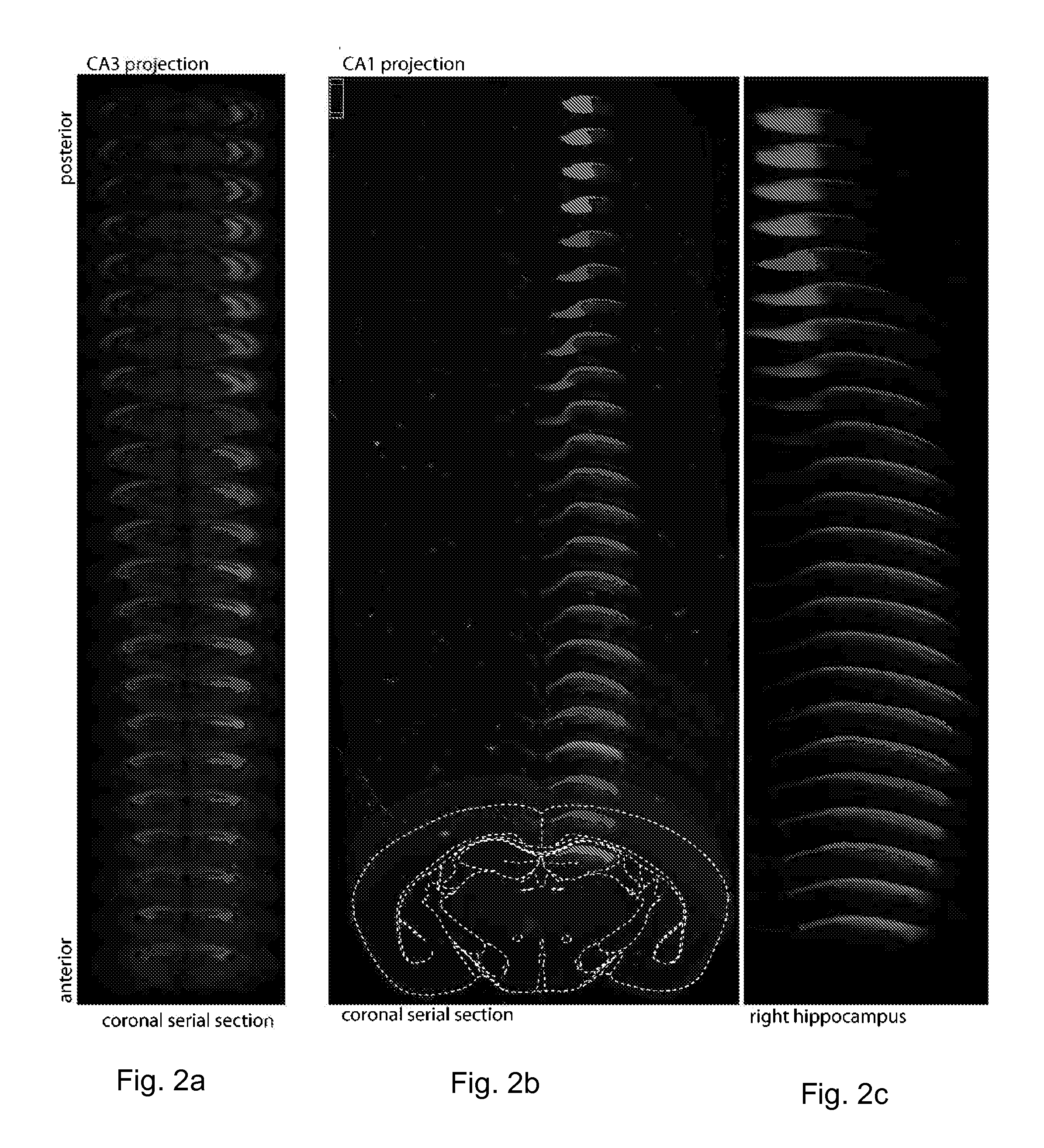 Method and system for mapping synaptic connectivity using light microscopy