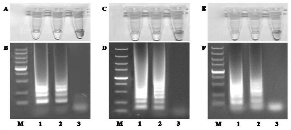 RT-LAMP primer set and kit for detecting bluetongue virus, epizootic haemorrhagic disease virus and Palyam virus