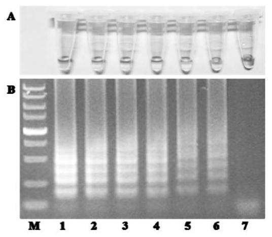 RT-LAMP primer set and kit for detecting bluetongue virus, epizootic haemorrhagic disease virus and Palyam virus