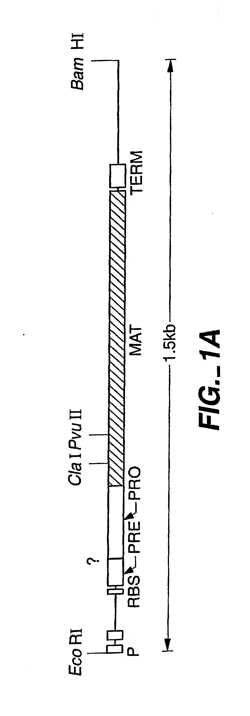Proteases producing an altered immunogenic response and methods of making and using the same