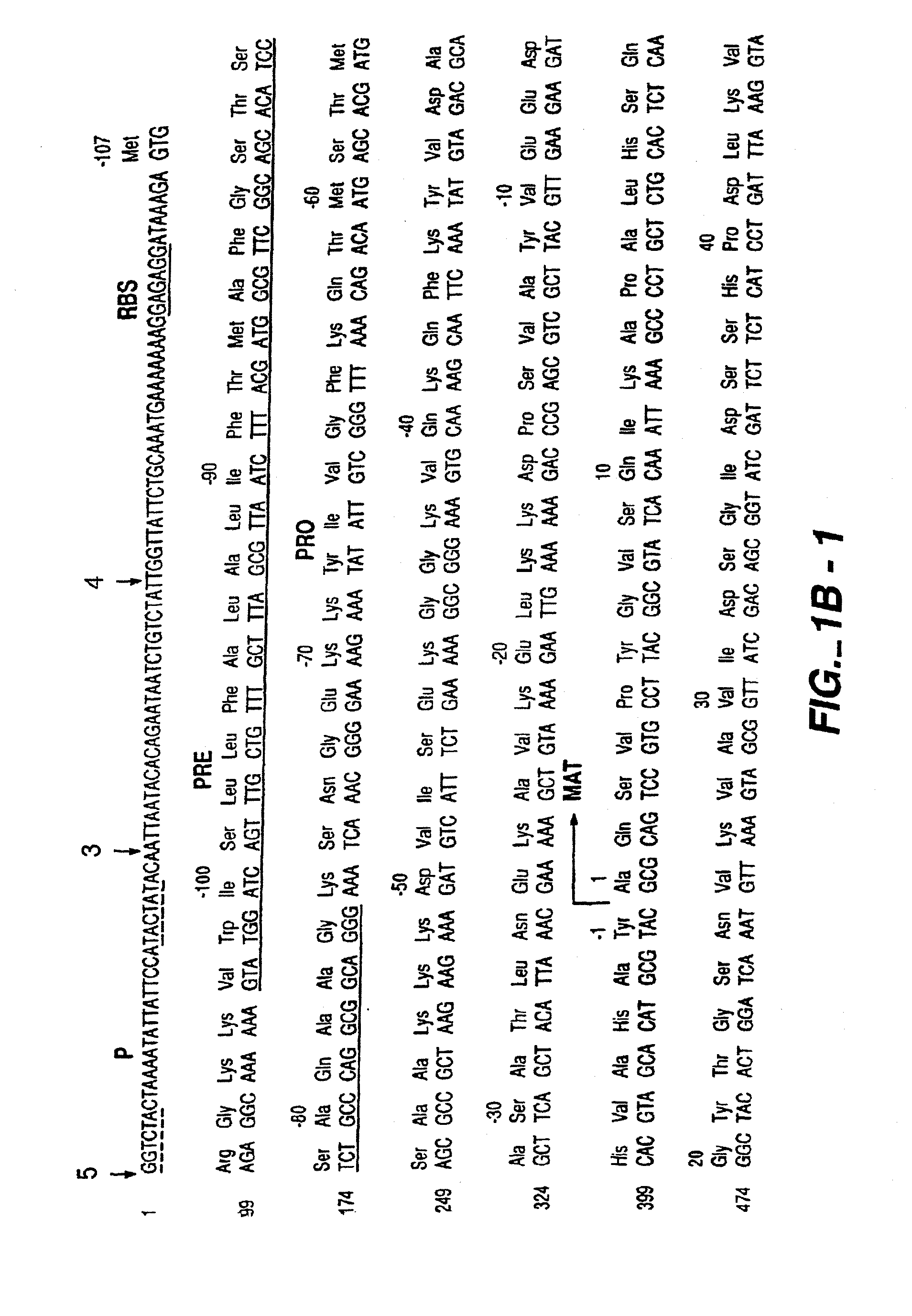 Proteases producing an altered immunogenic response and methods of making and using the same