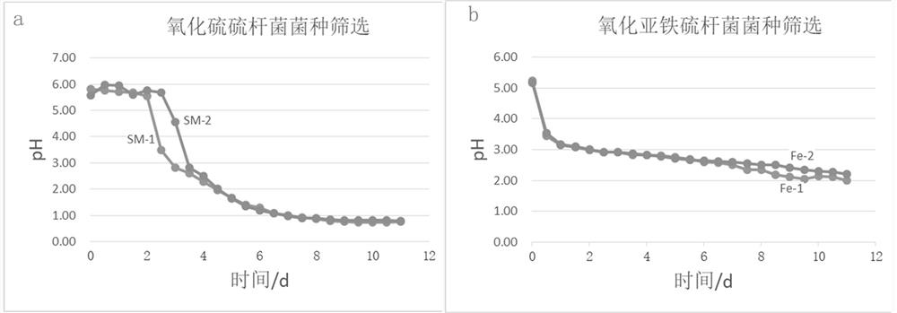 Acidophilic mixed strain, rapid preparation method and application thereof