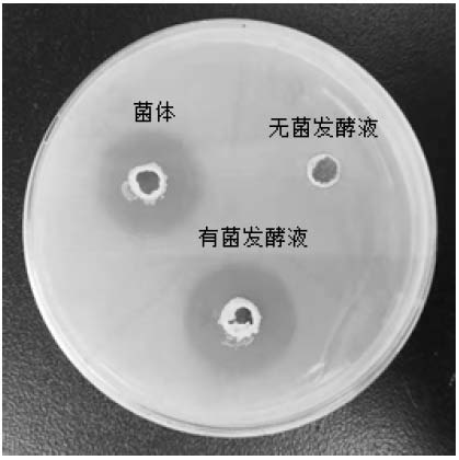 Bacillus velezensis HP-24 and application thereof in preparation of liquid for preventing and treating melon bacterial fruit blotch
