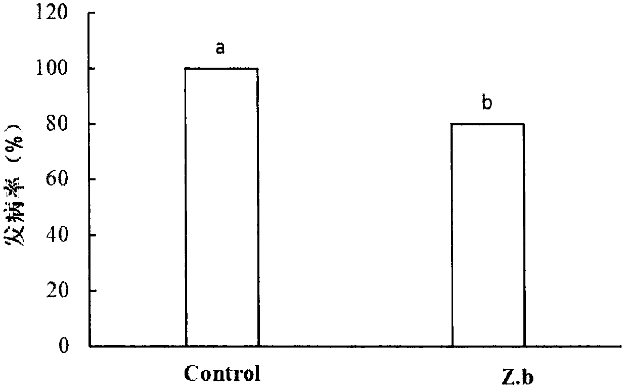 Zygosaccharomyces bailii used for control of postharvest diseases of fruits and vegetables as well as preparation and application method thereof