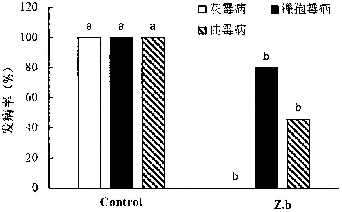 Zygosaccharomyces bailii used for control of postharvest diseases of fruits and vegetables as well as preparation and application method thereof