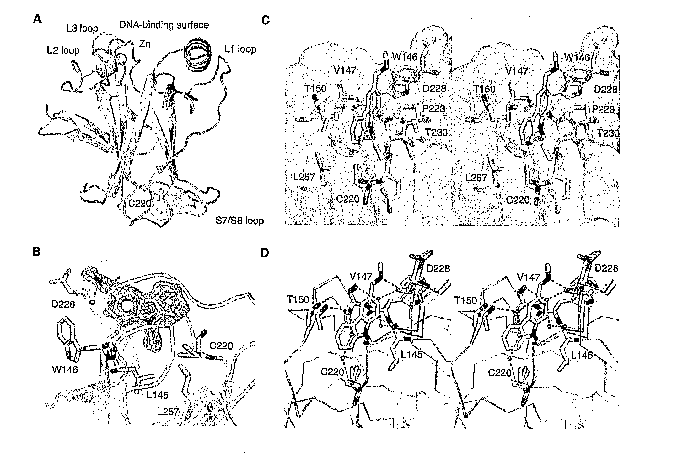 Compounds for use in stabilizing p53 mutants