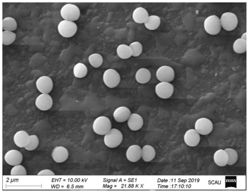 A kind of degrading bacteria of pyrethroid insecticide and its application