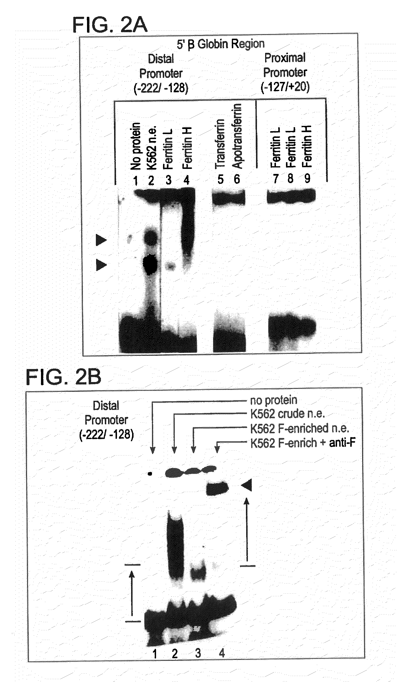 Method for Regulating Production of Hemoglobin Beta Chains