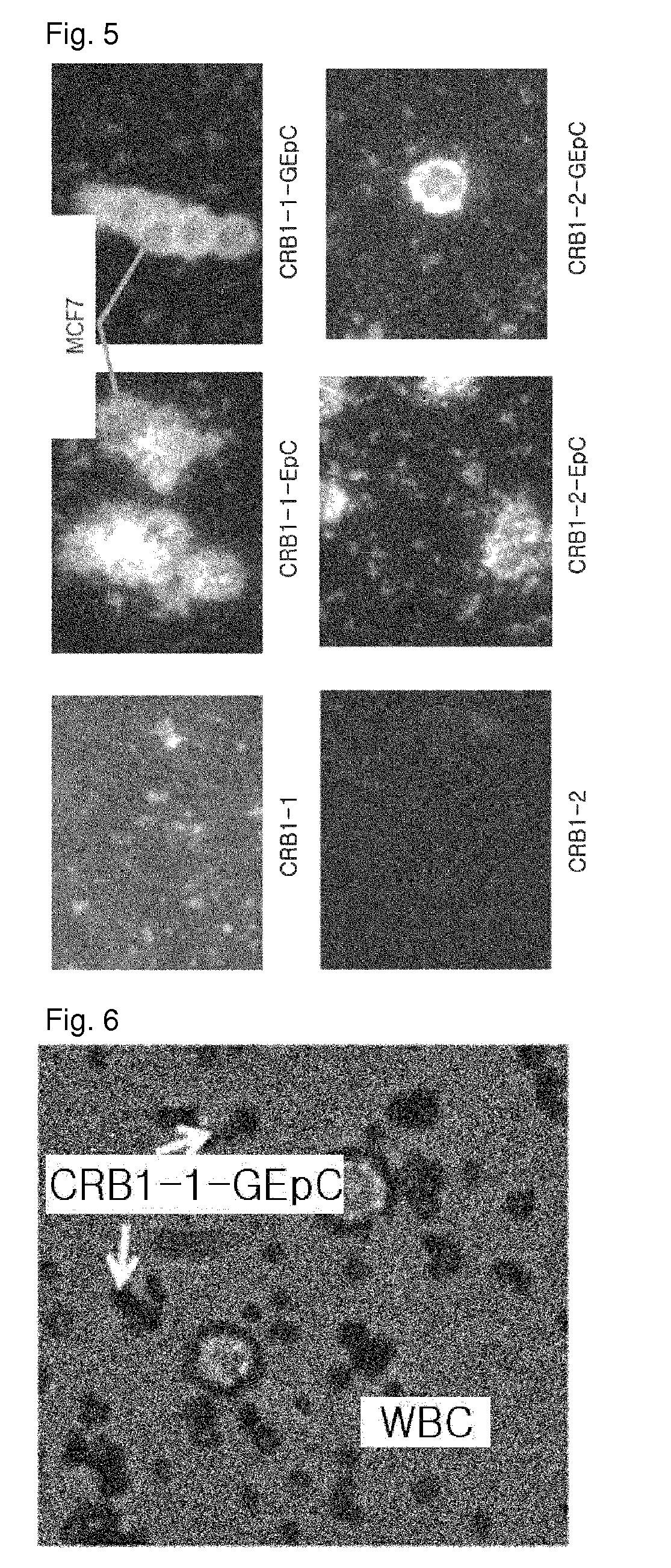 Method and kit for isolating target cell