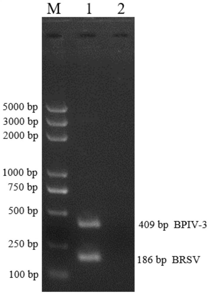 Dual RPA detection kit for bovine parainfluenza virus (BPIV) and bovine respiratory syncytial virus (BRSV)