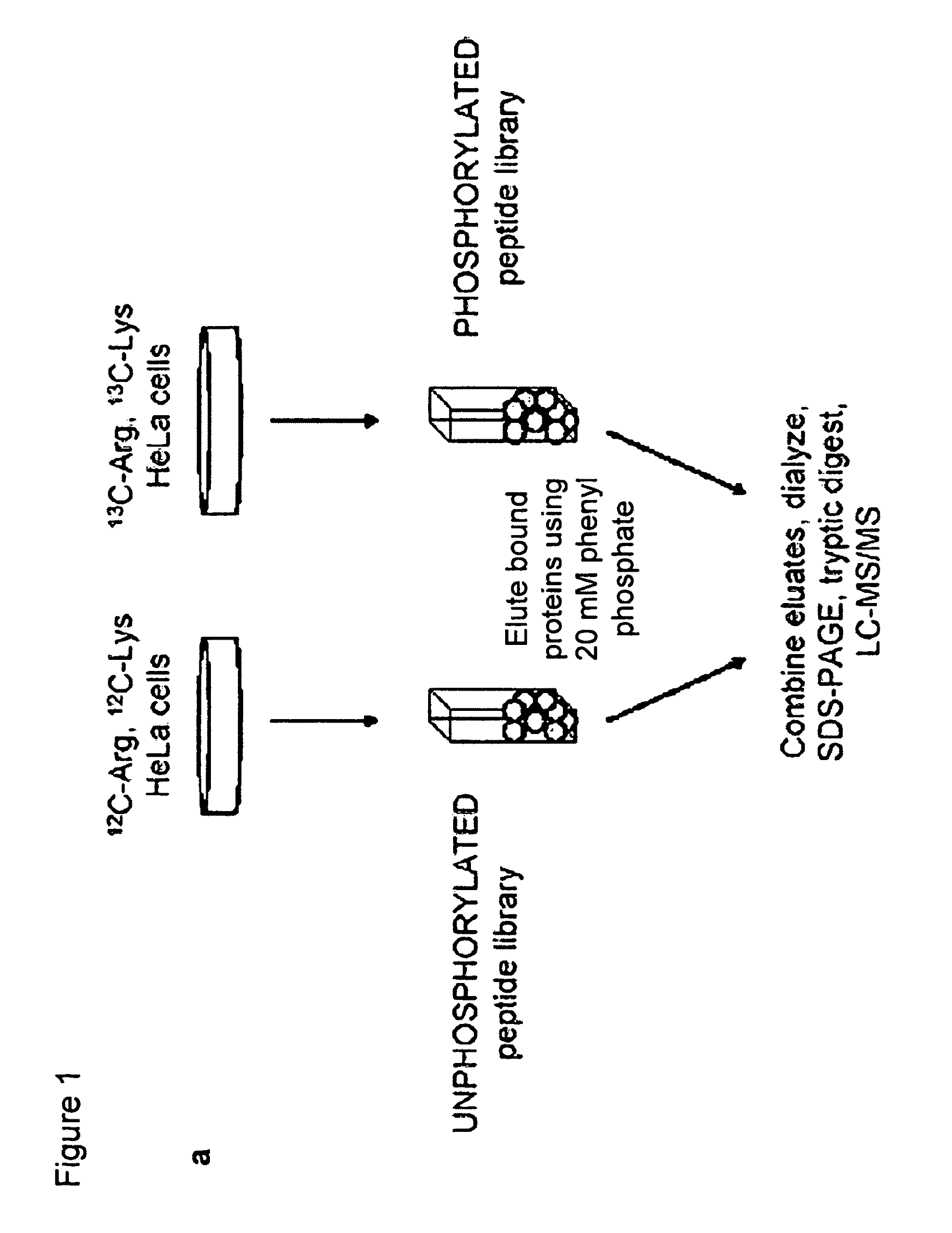 Activators of pyruvate kinase M2 and methods of treating disease