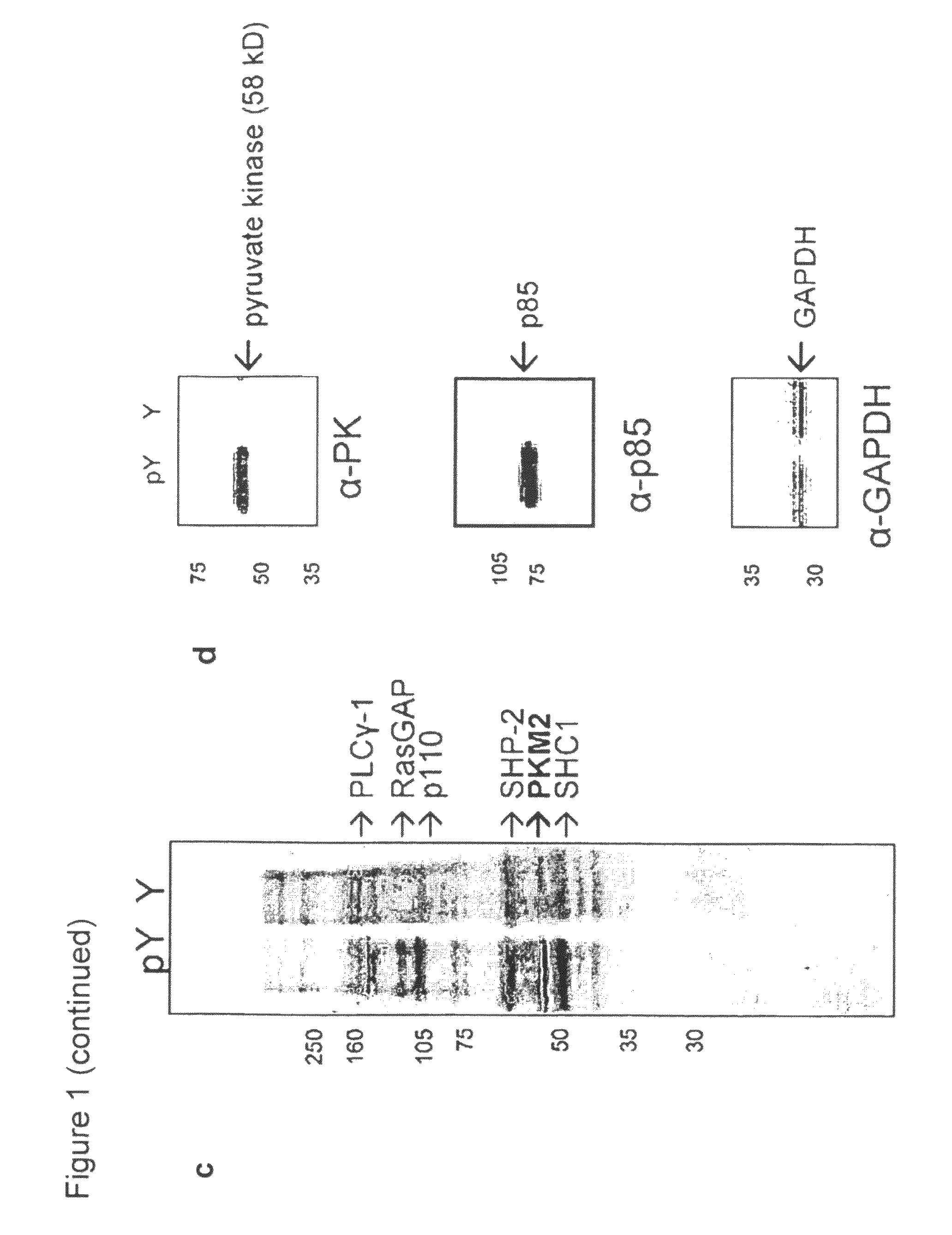 Activators of pyruvate kinase M2 and methods of treating disease