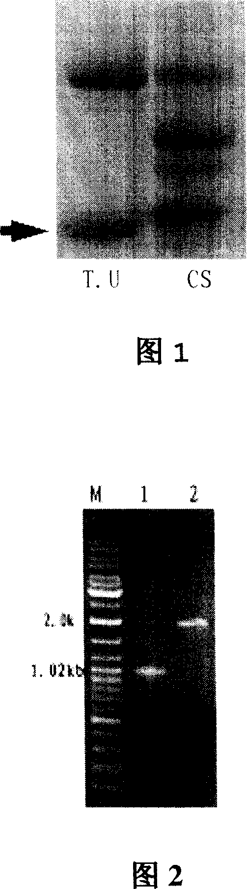 High-molecular wheat glutelin subunit gene, nucleic acid sequence of promoter thereof, and application thereof