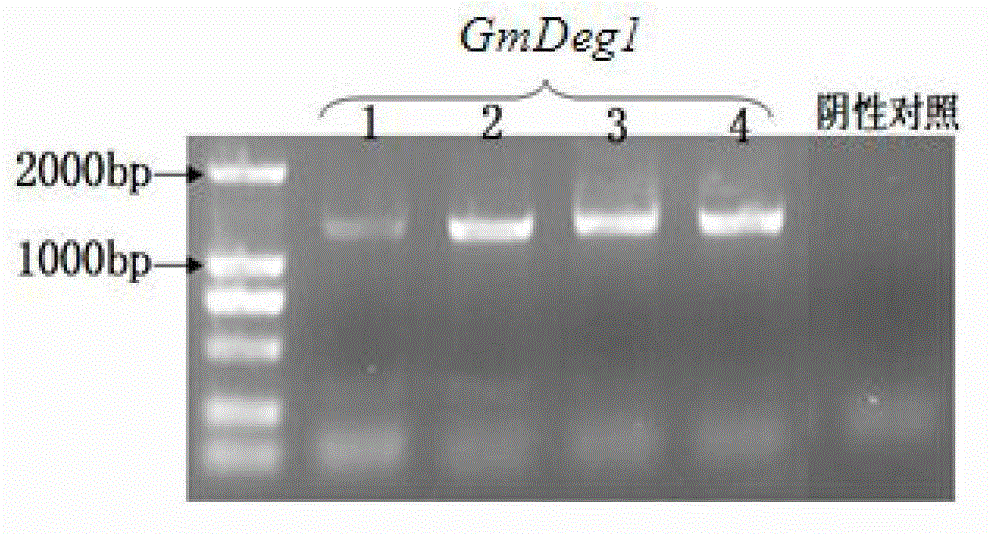 Soybean photosynthesis related gene GmDeg1 and applications thereof