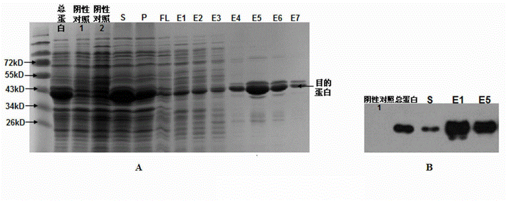 Soybean photosynthesis related gene GmDeg1 and applications thereof