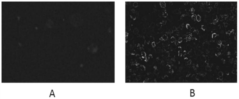 Hybridoma cell strain capable of stably secreting monoclonal antibody against novel coronavirus nucleocapsid protein as well as establishment method and application of hybridoma cell strain