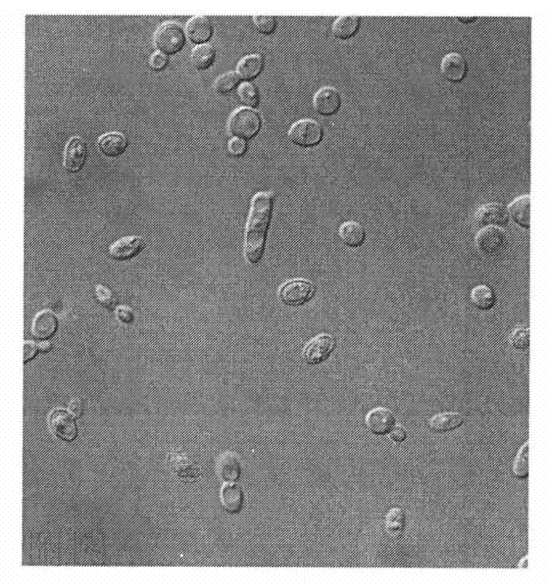 Pichia anomala strain capable of directly preparing xylose into alcohol