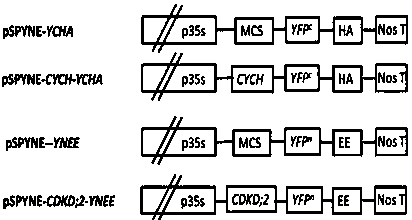 A method for the establishment of a high-efficiency onion transient expression system mediated by Agrobacterium