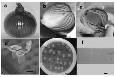 A method for the establishment of a high-efficiency onion transient expression system mediated by Agrobacterium