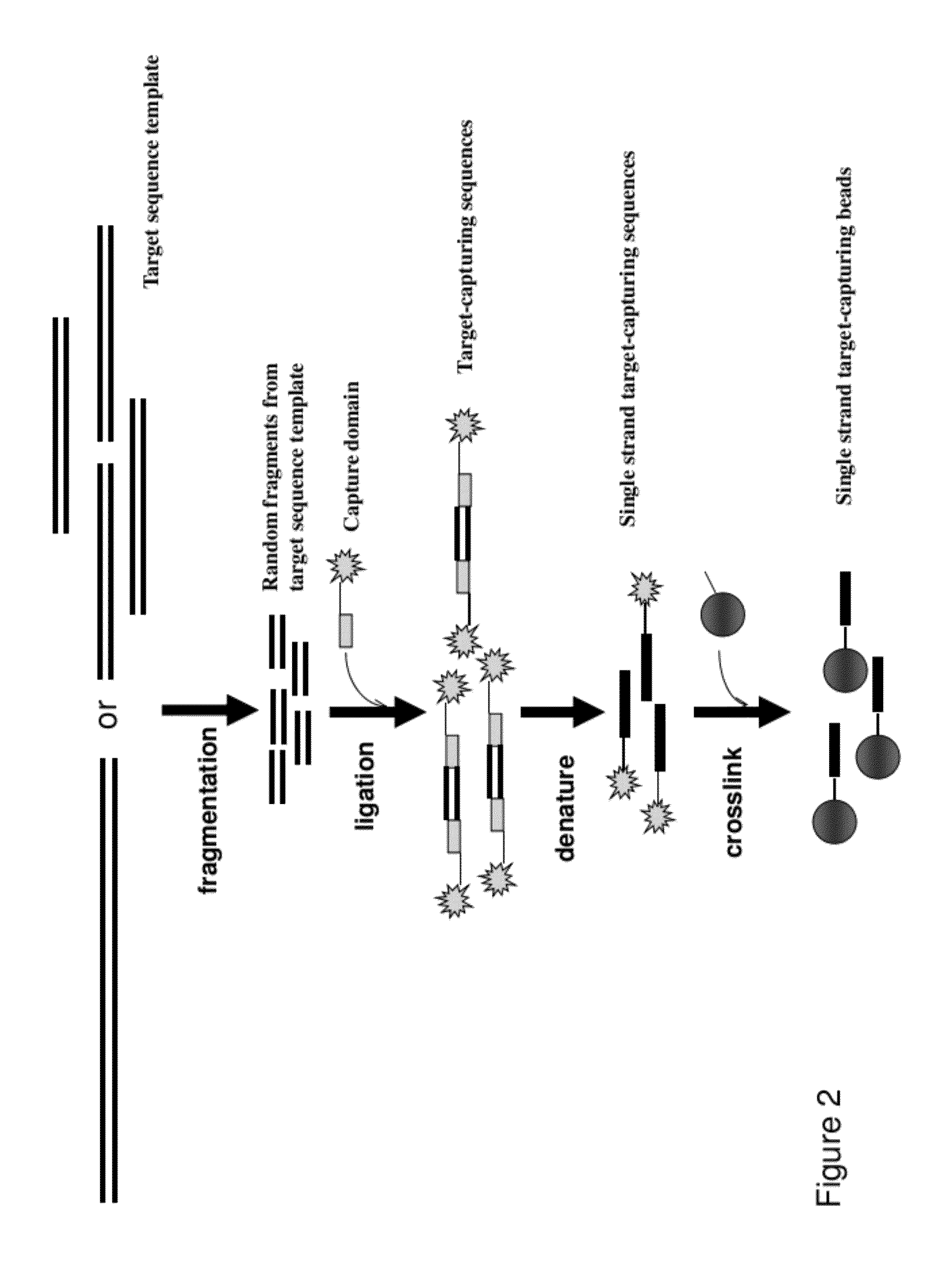Methods, Compositions, and Kits for Making Targeted Nucleic Acid Libraries