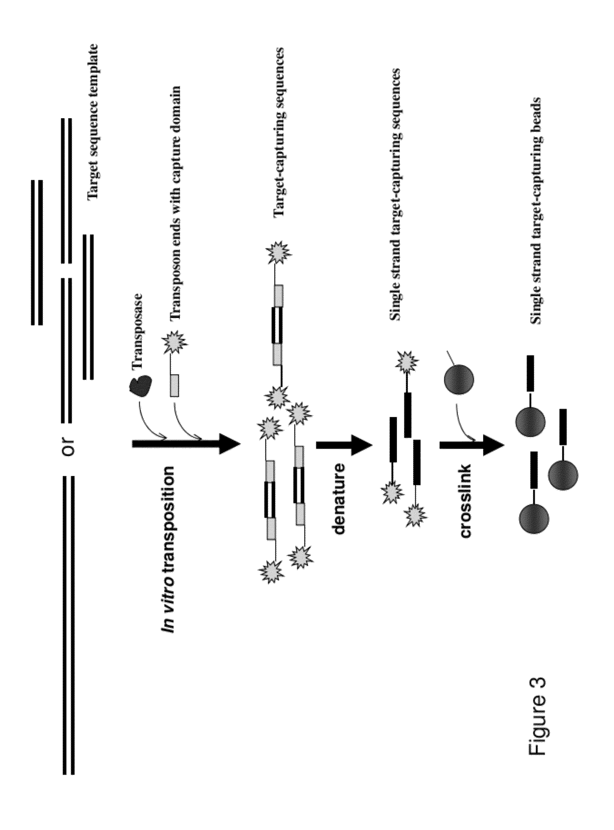Methods, Compositions, and Kits for Making Targeted Nucleic Acid Libraries