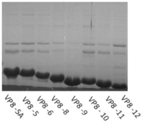 Truncated rotavirus vp8 protein and use thereof