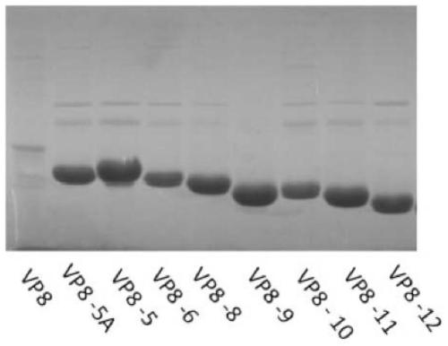 Truncated rotavirus vp8 protein and use thereof
