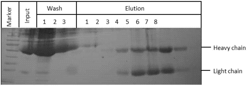 Applications of gene and protein coded thereby to promotion of cell cytoplasm cleavage and cell proliferation as well as research and development of drugs