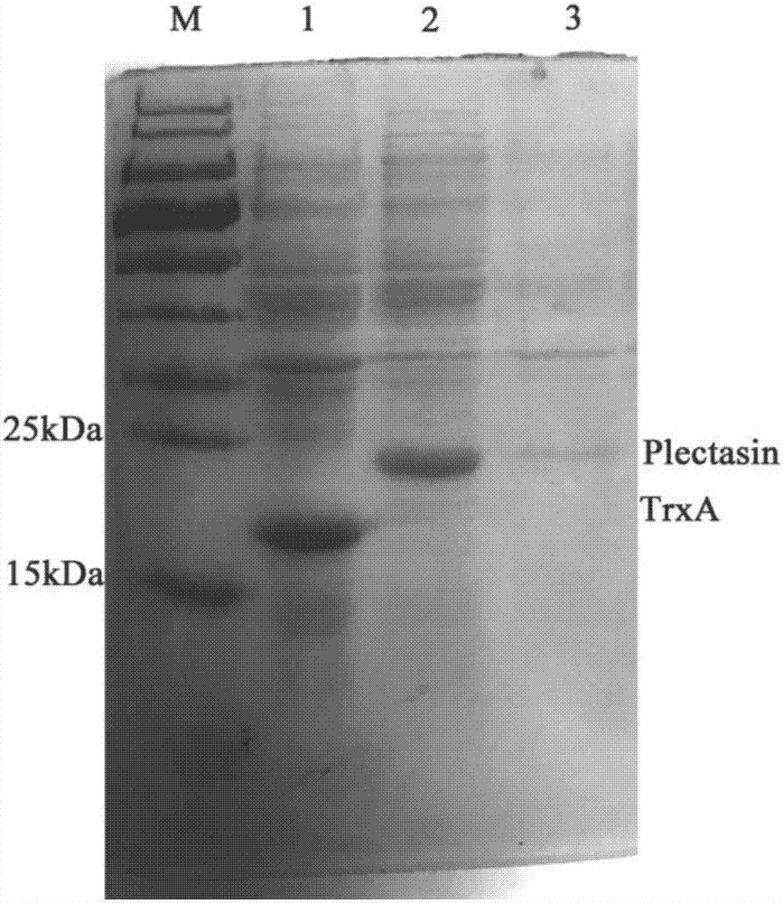 Escherichia coli fusion expression plectasin, preparation method and application thereof