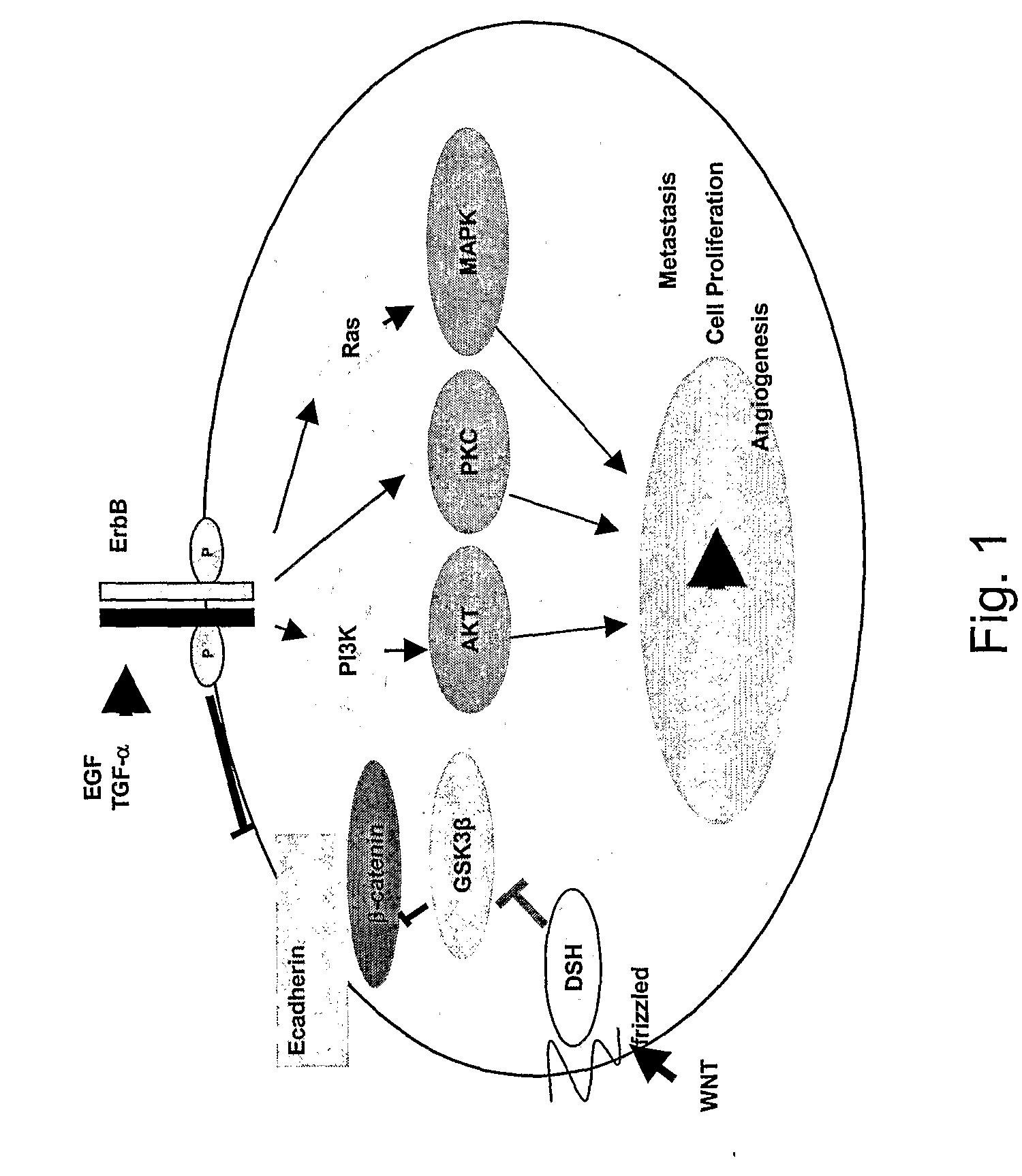 Gefitinib Sensitivity-Related Gene Expression and Products and Methods Related Thereto