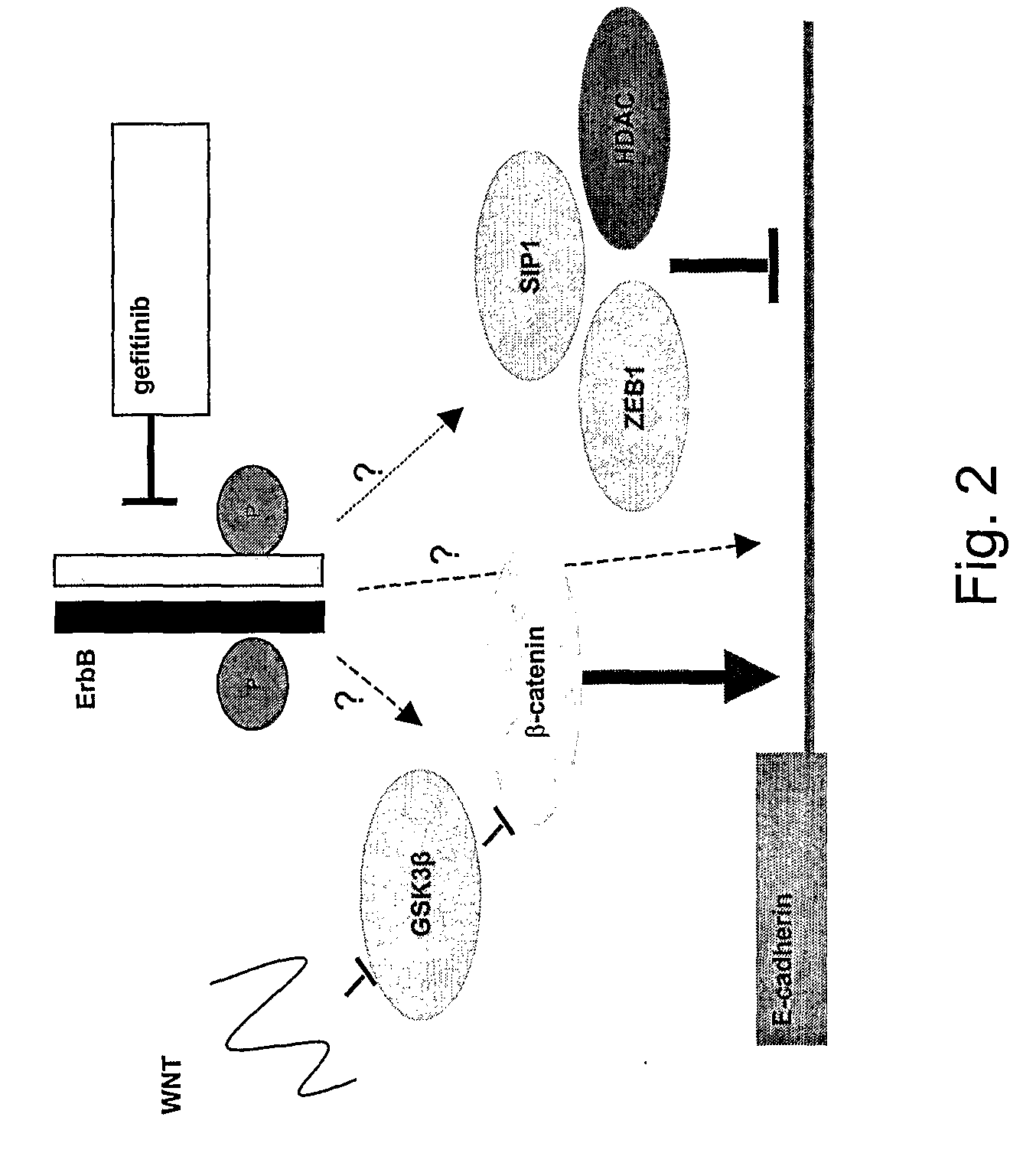 Gefitinib Sensitivity-Related Gene Expression and Products and Methods Related Thereto