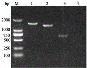 Expressed rabies virus glycoprotein optimized through gene modification and monoclonal antibody and application thereof